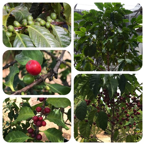 Kaffeestrauch coffea arabica - kaffeestrauch,
